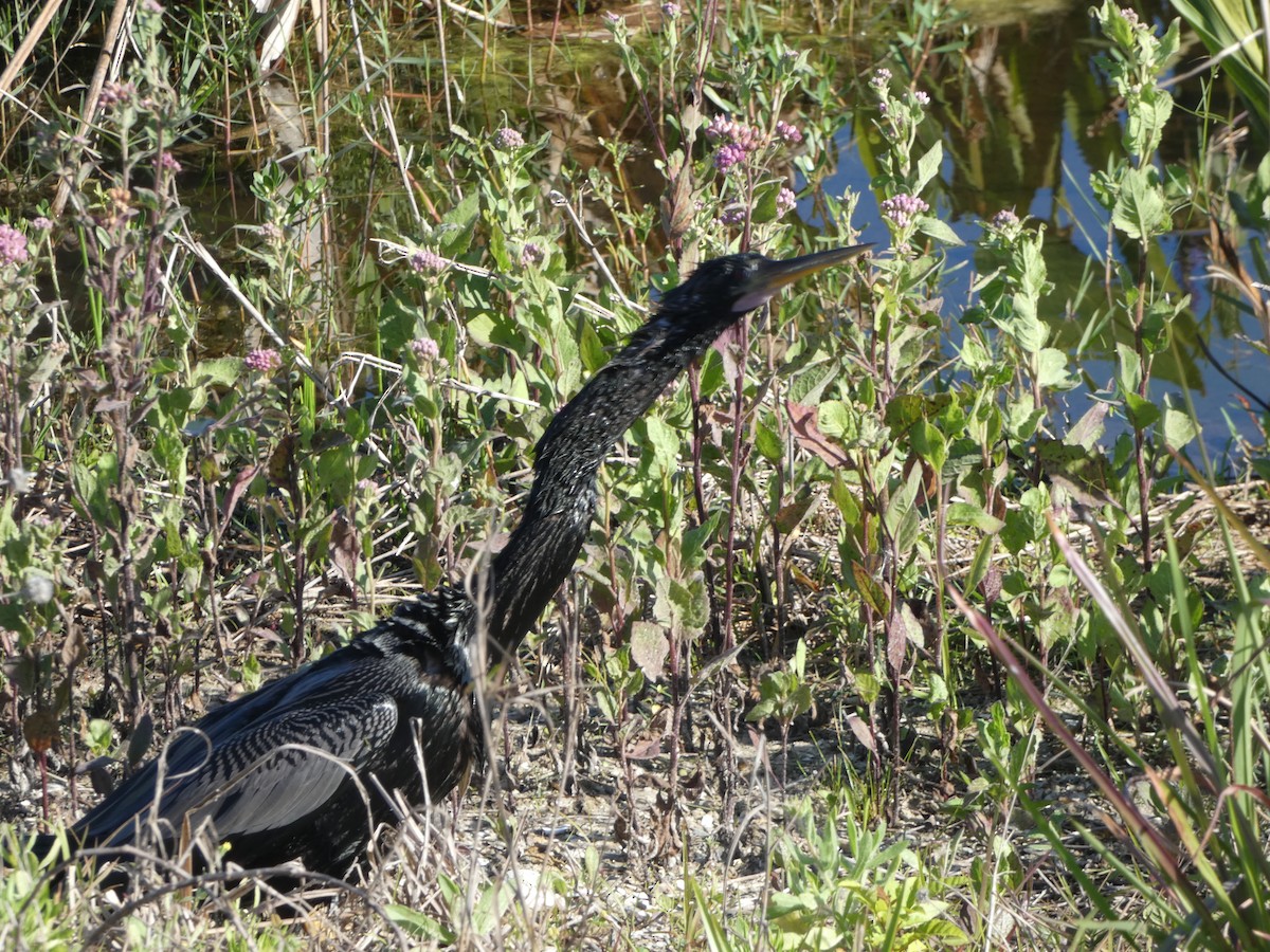 Anhinga - Cecelia Dumois