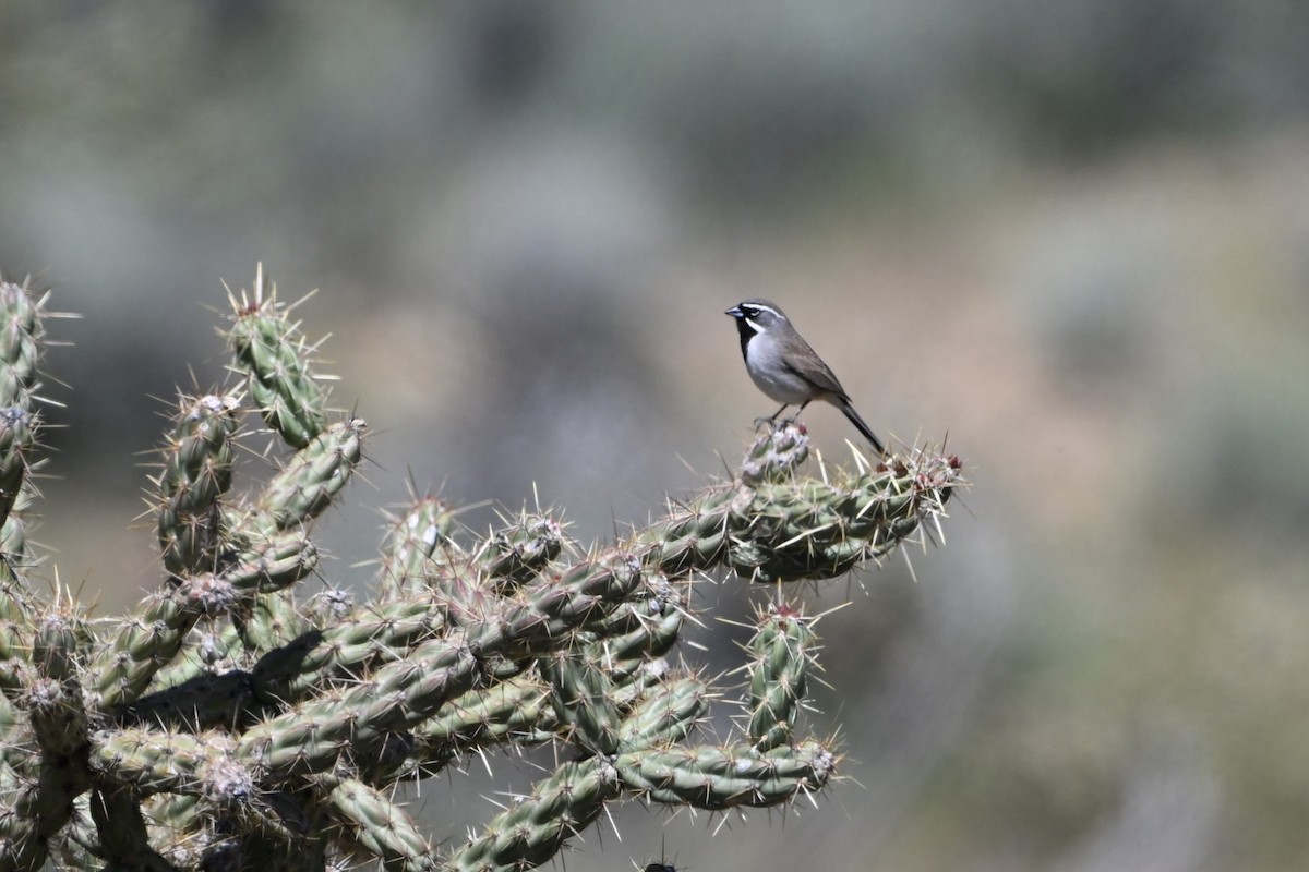 Black-throated Sparrow - S J