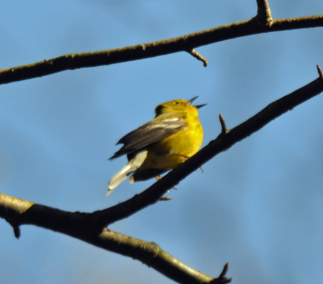 Pine Warbler - ML617375077