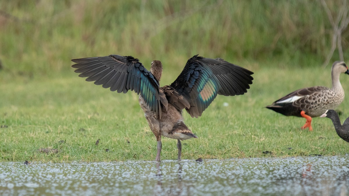 Knob-billed Duck - ML617375081