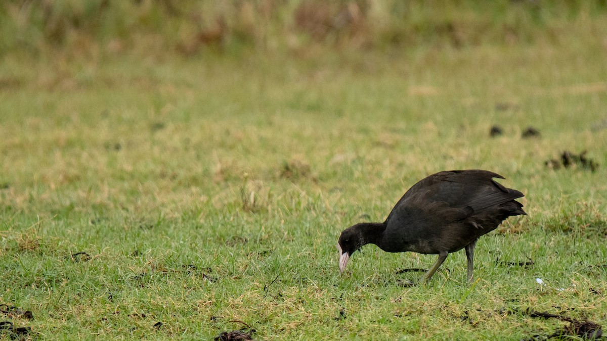 Eurasian Coot - ML617375111