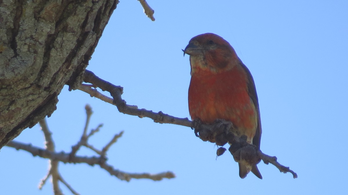 Red Crossbill - ML617375137