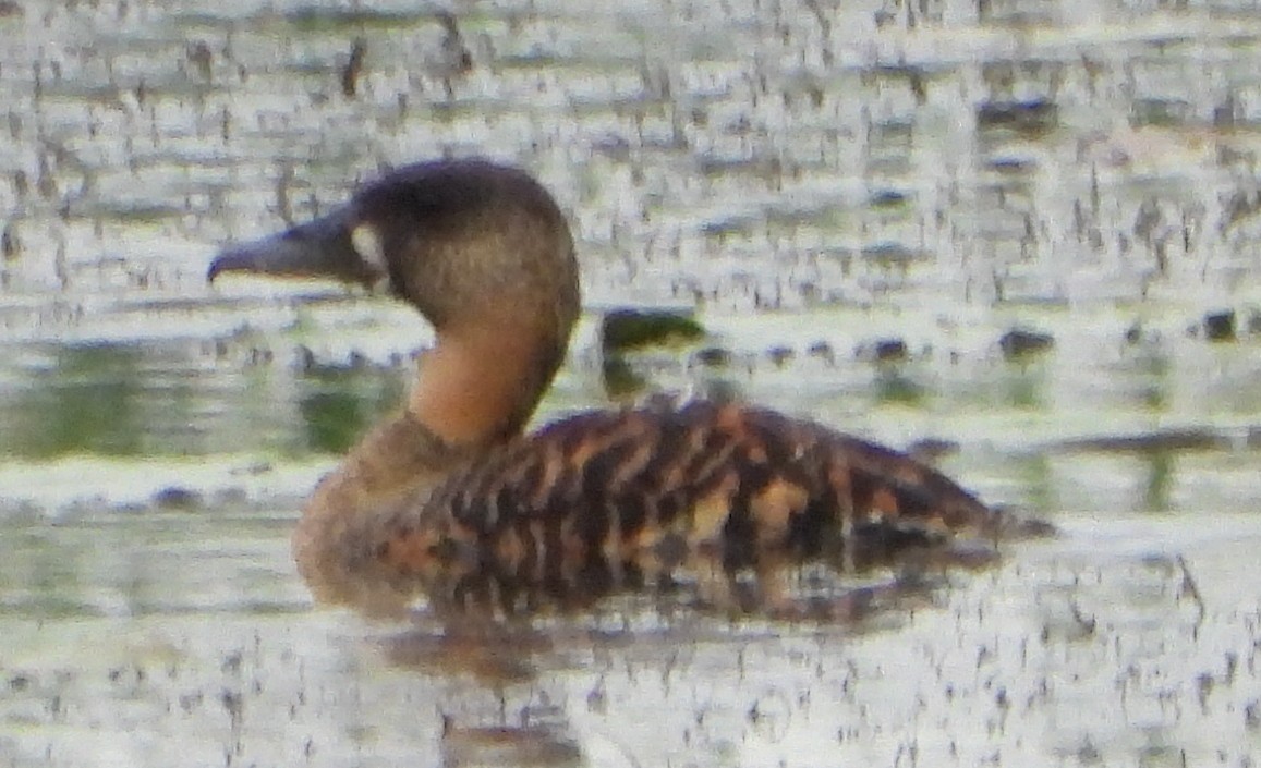 White-backed Duck - Timothy Whitehead