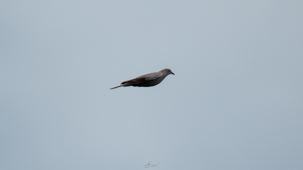 Eurasian Collared-Dove - ML617375149