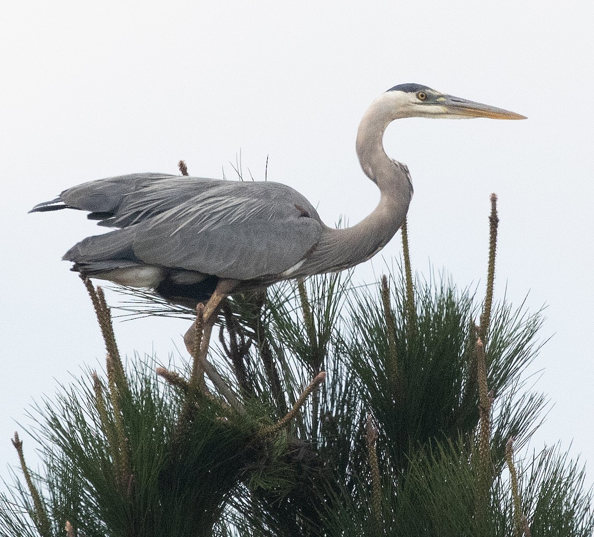 Great Blue Heron - ML617375151