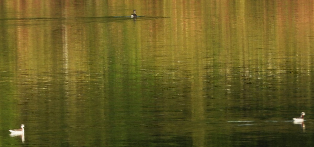 Phalarope de Wilson - ML617375166