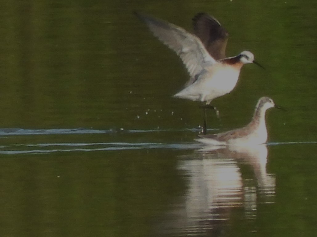 Phalarope de Wilson - ML617375167