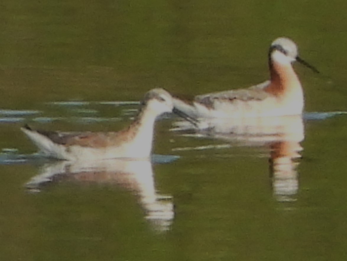 Falaropo Tricolor - ML617375168