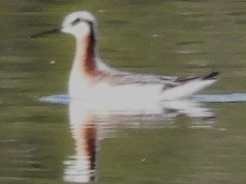 Wilson's Phalarope - ML617375169