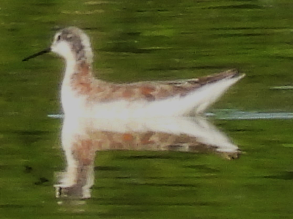 Wilson's Phalarope - ML617375171