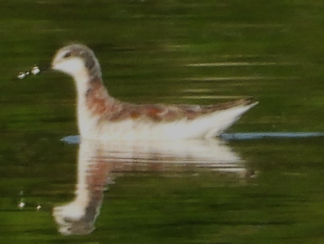 Wilson's Phalarope - ML617375172