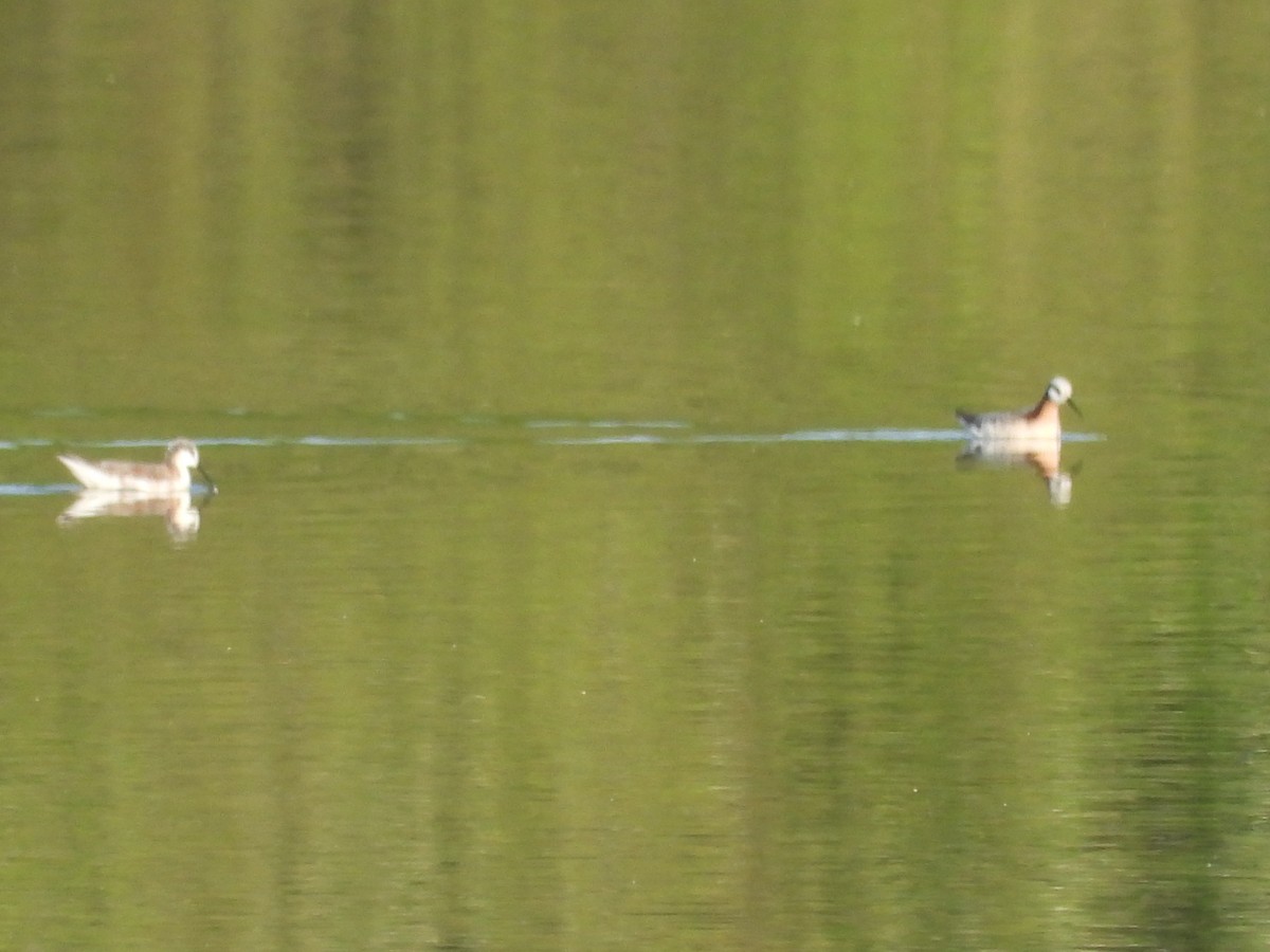 Phalarope de Wilson - ML617375175