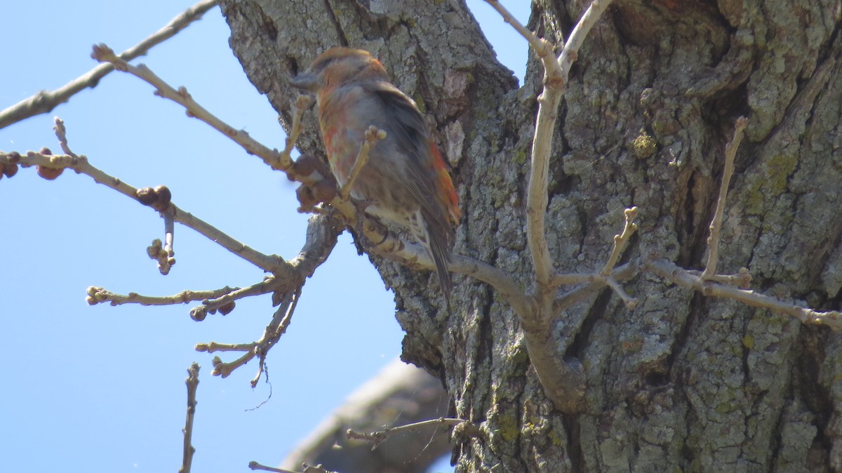 Red Crossbill - ML617375180