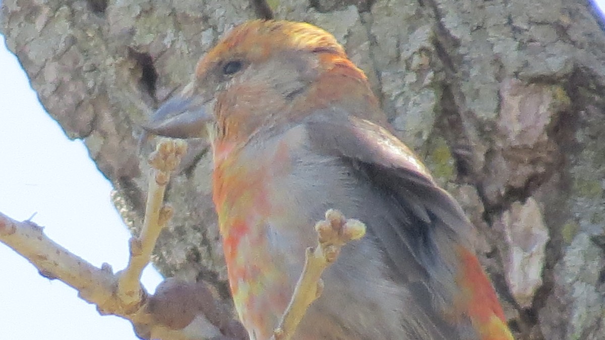 Red Crossbill - ML617375190