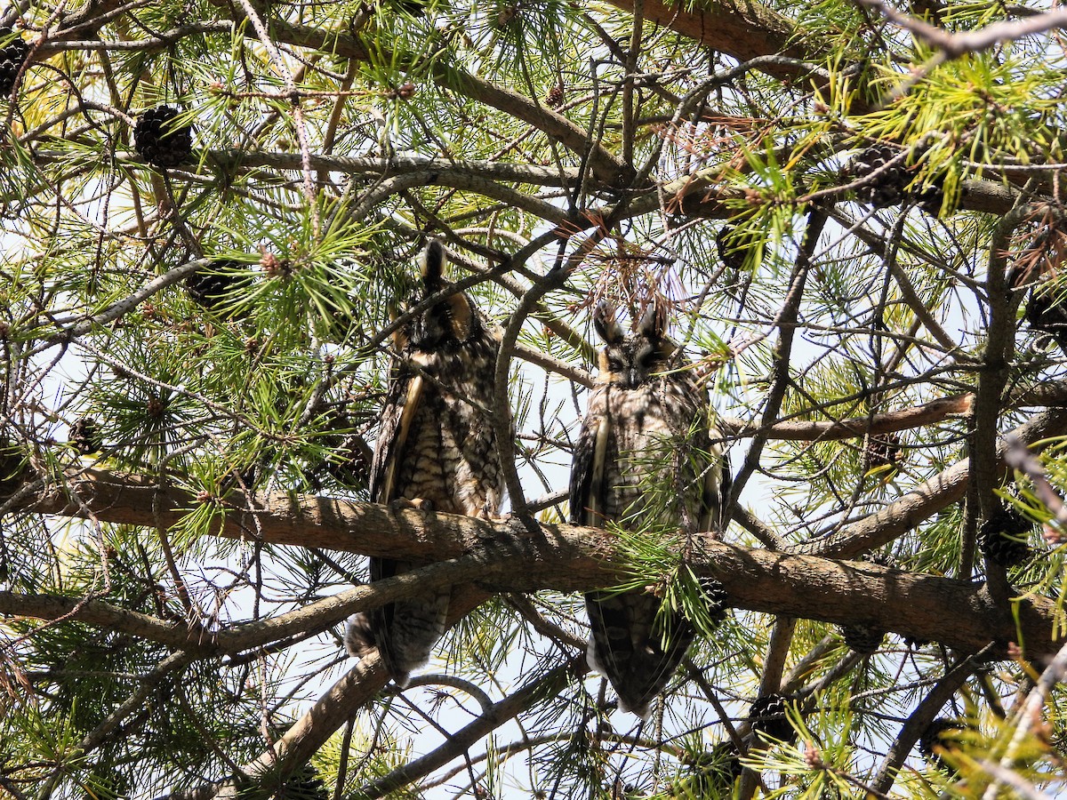 Long-eared Owl - ML617375197
