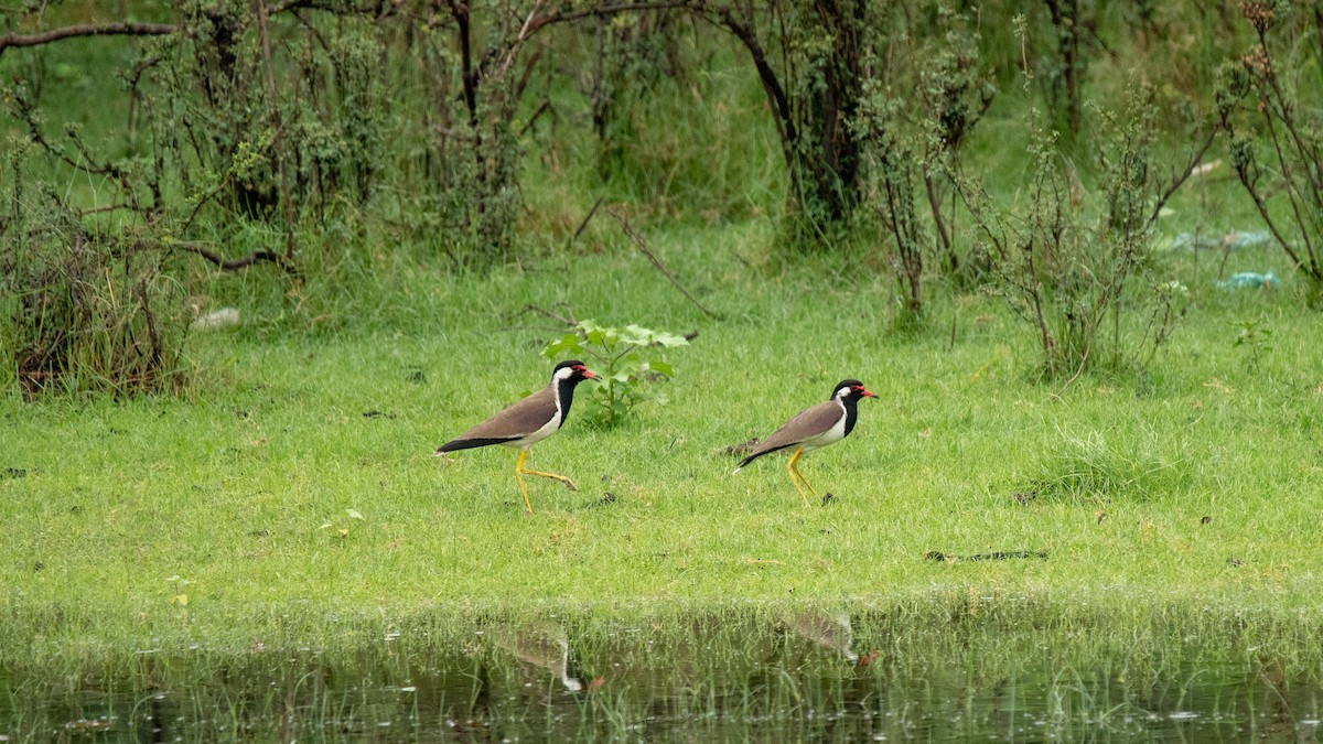 Red-wattled Lapwing - ML617375198