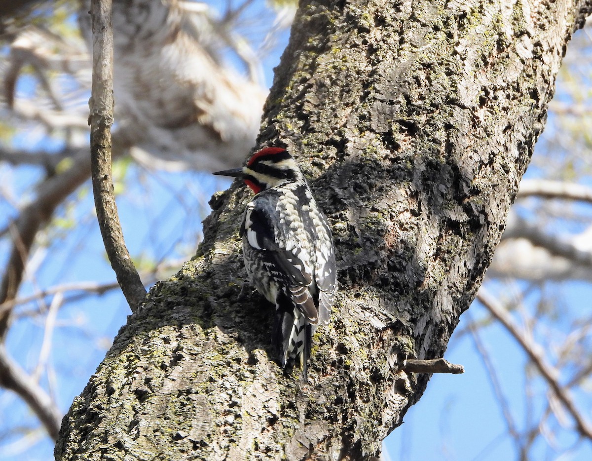 Yellow-bellied Sapsucker - ML617375218