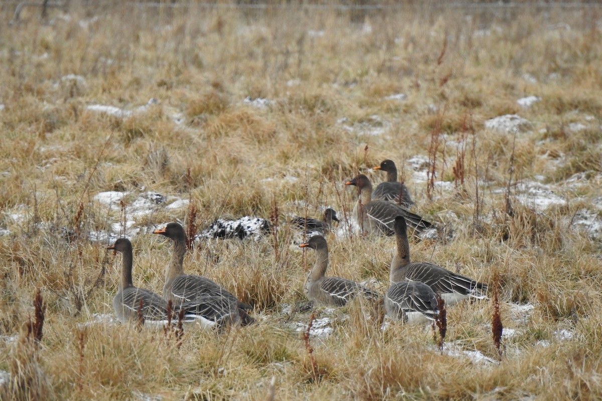 Taiga Bean-Goose - ML617375220