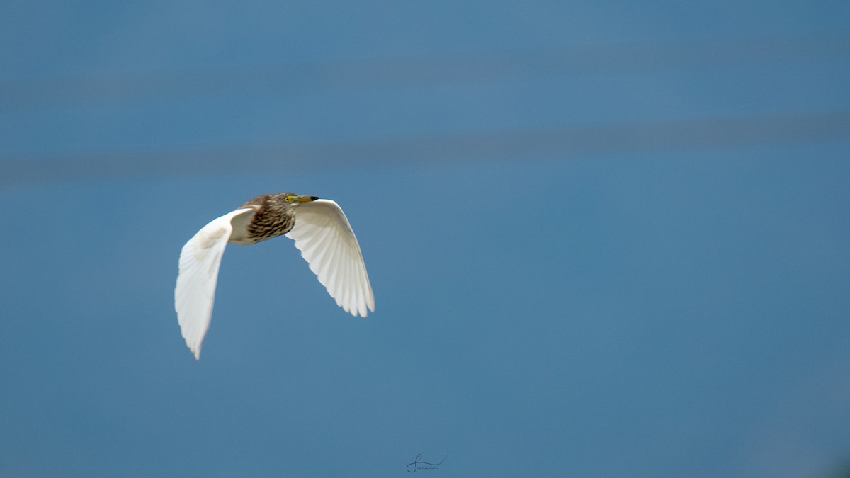 Indian Pond-Heron - ML617375225