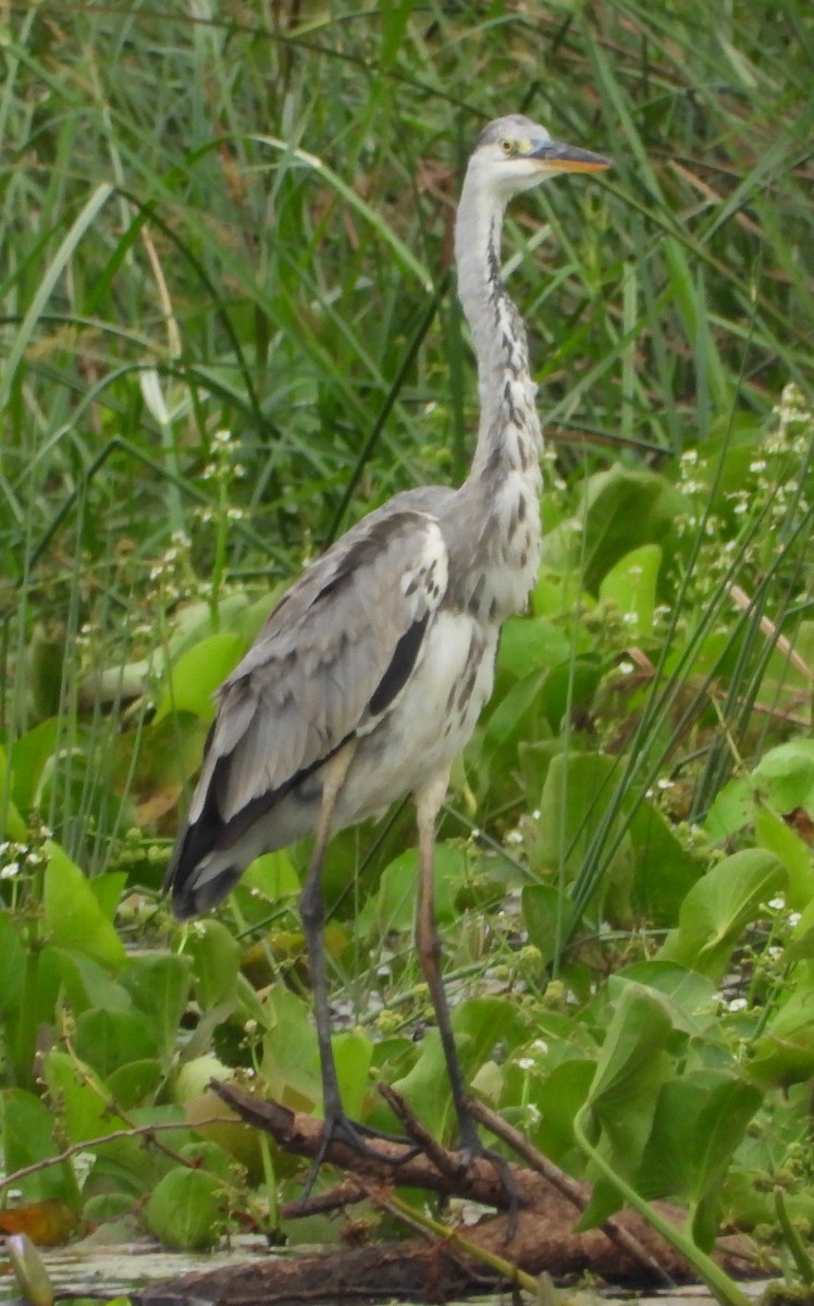 Gray Heron - ML617375230