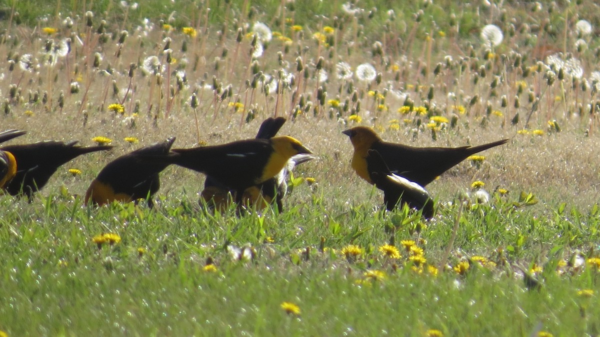 Yellow-headed Blackbird - ML617375232