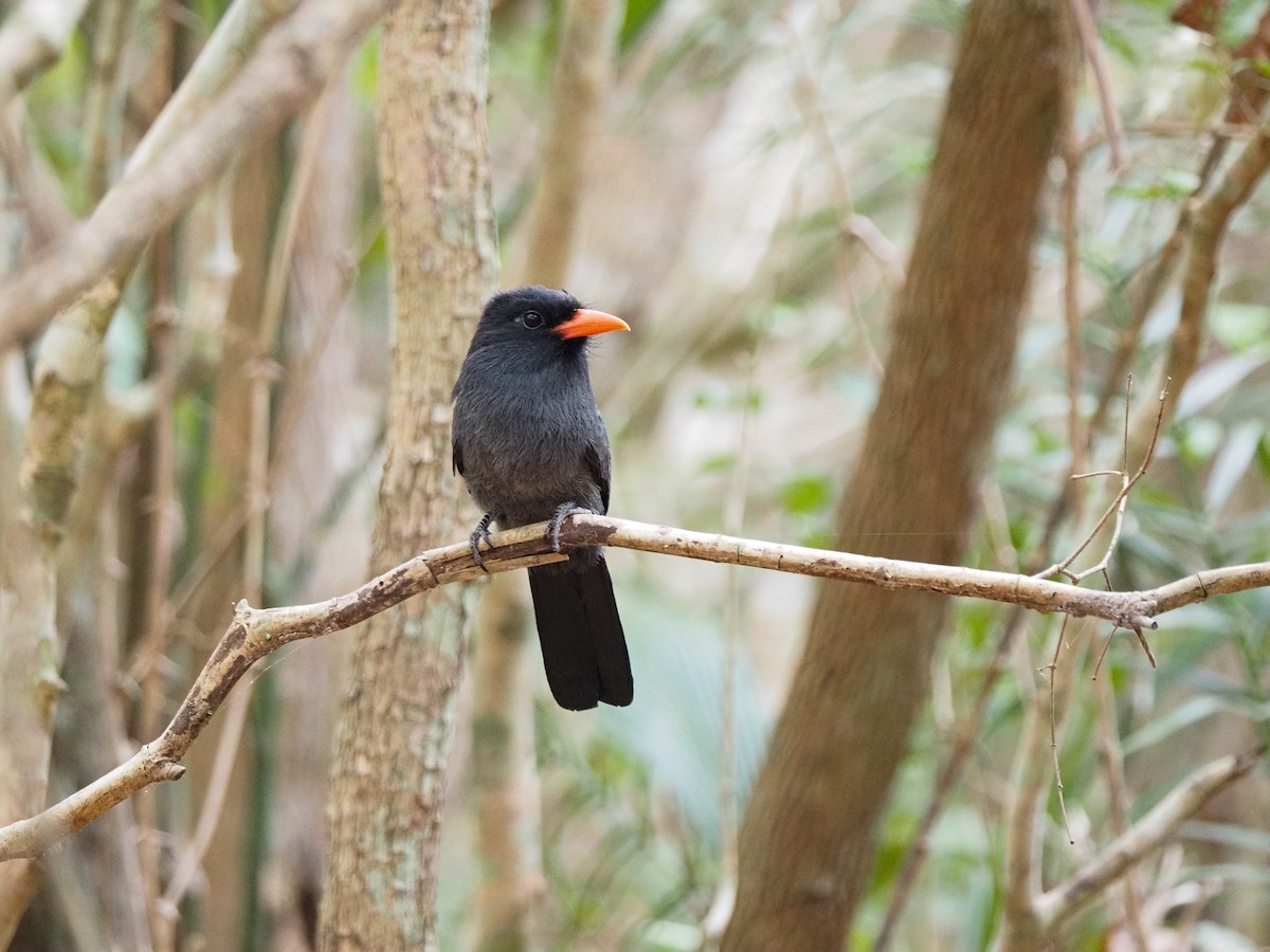 Black-fronted Nunbird - Anonymous