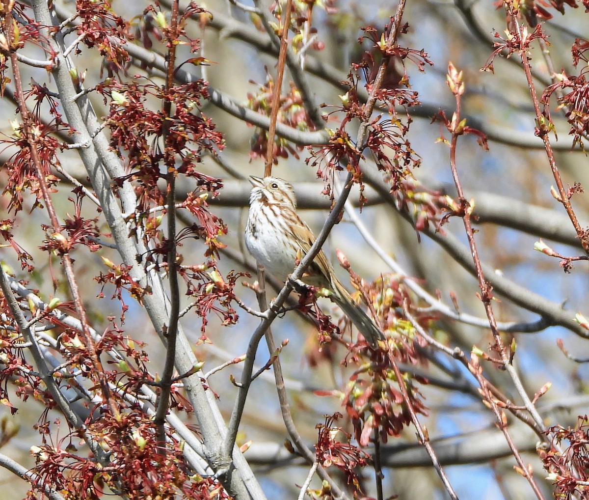 Song Sparrow - ML617375250