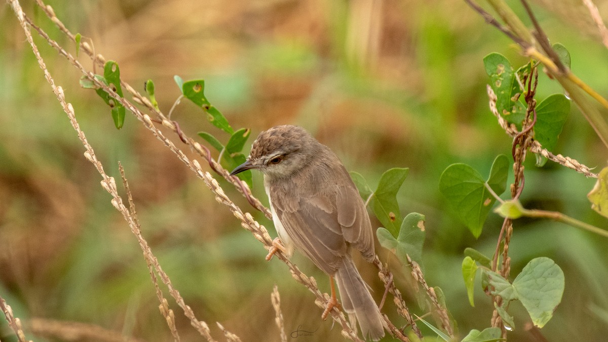 Jungle Prinia - ML617375292