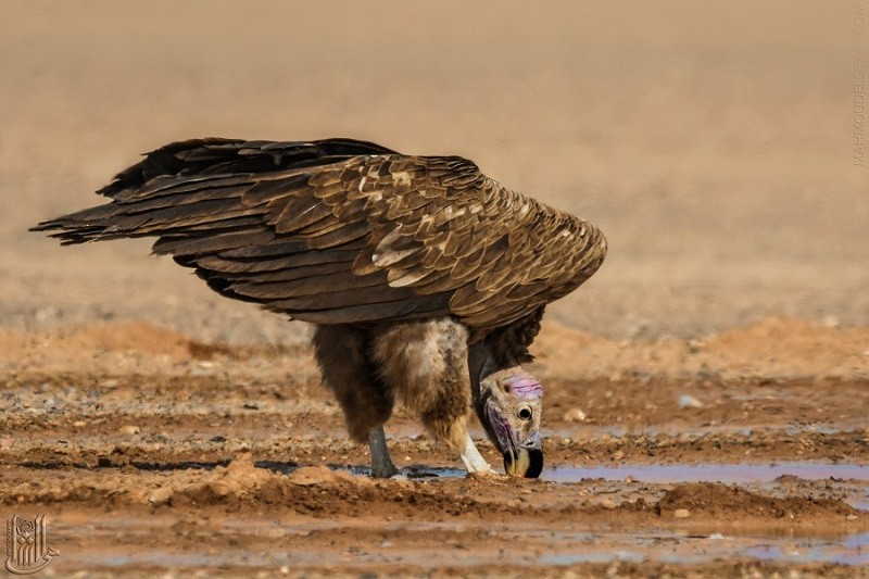 Lappet-faced Vulture - ML617375295