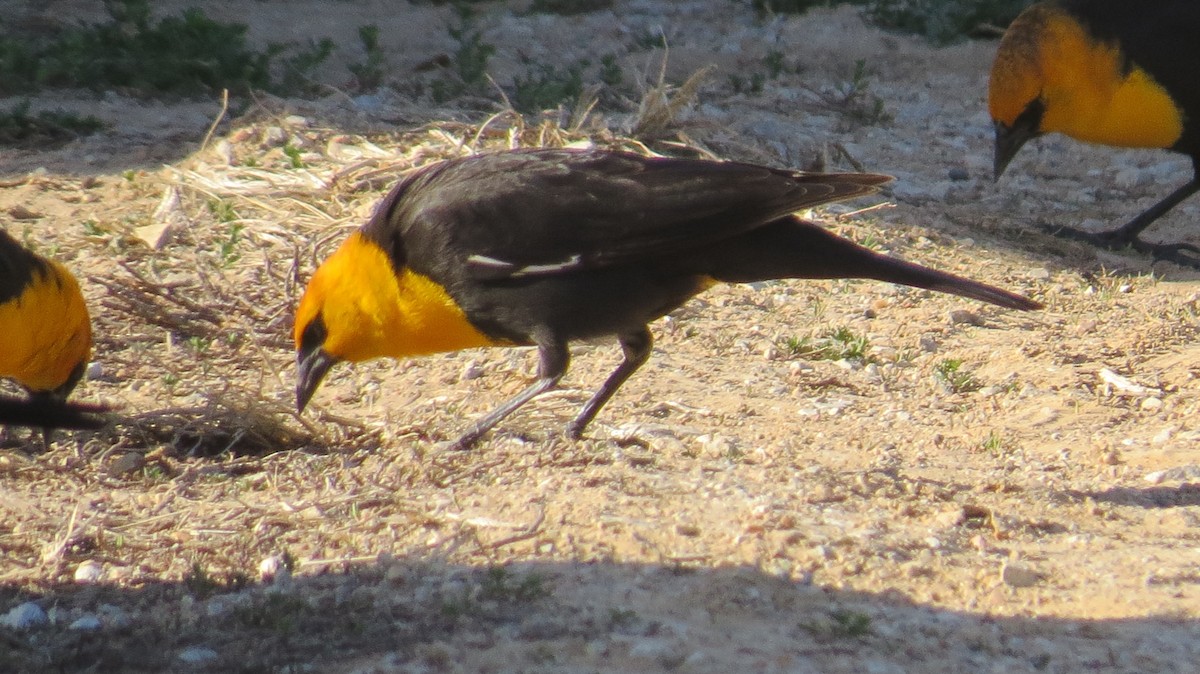 Yellow-headed Blackbird - ML617375303