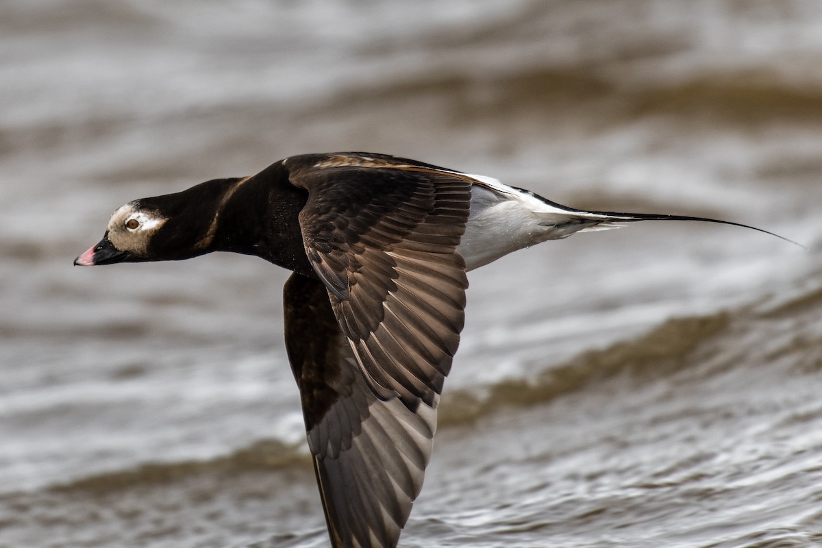 Long-tailed Duck - ML617375346