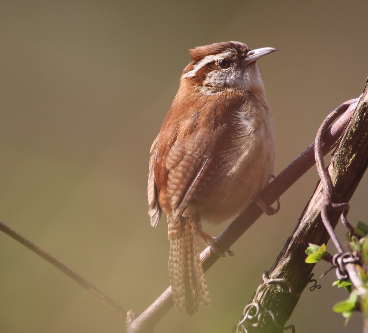 Carolina Wren - ML617375361