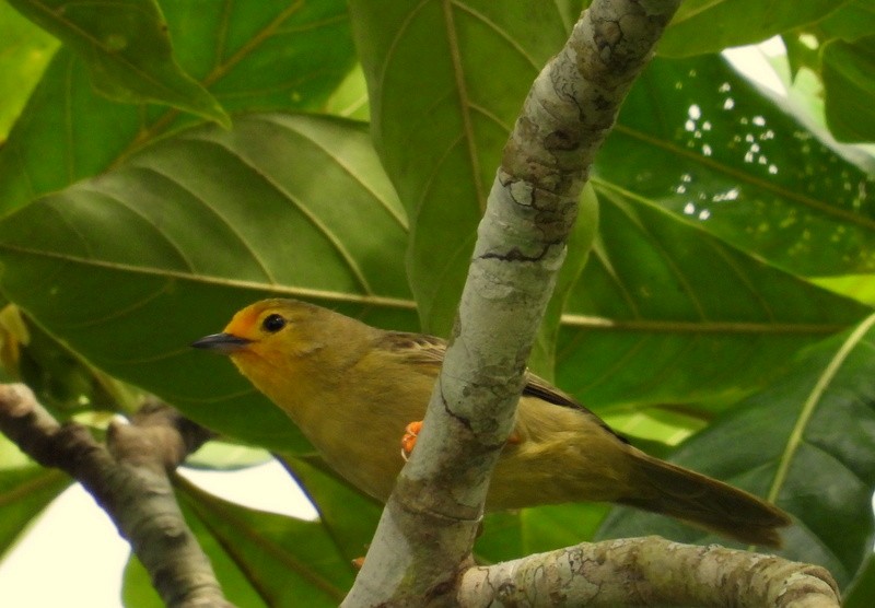 Orange-fronted Plushcrown - ML617375375