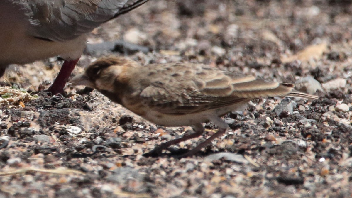 Fischer's Sparrow-Lark - Rick Folkening