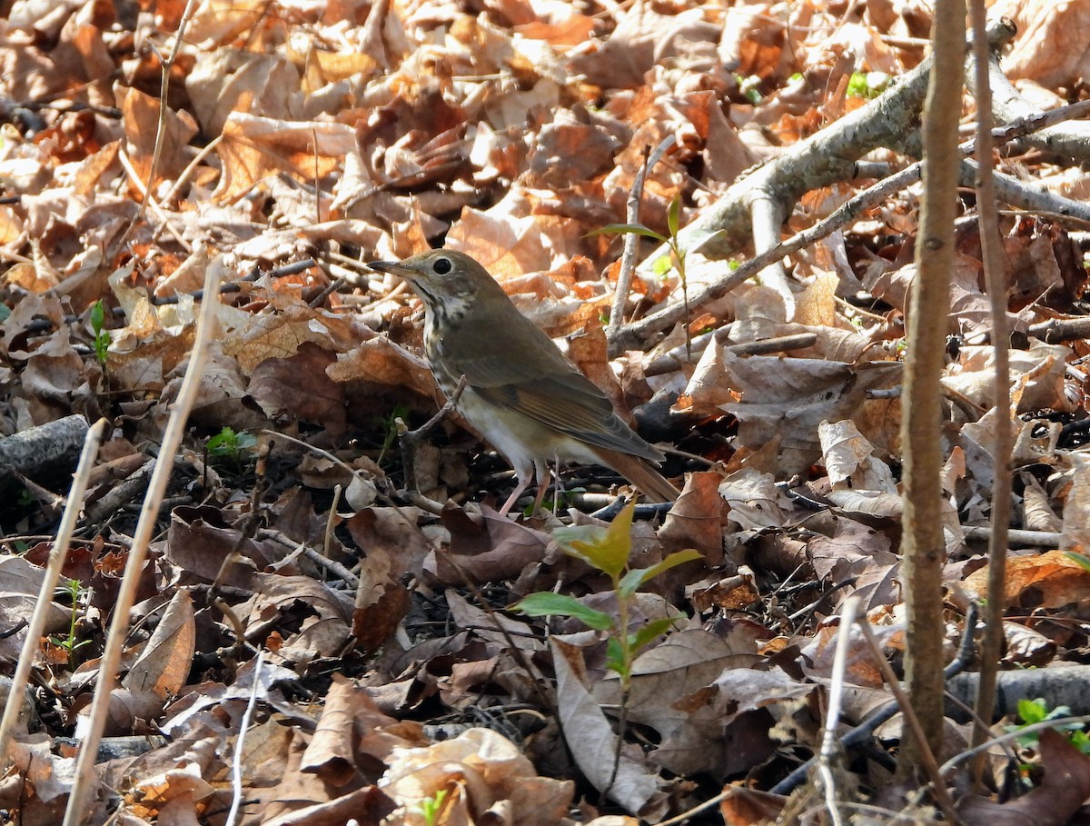 Hermit Thrush - ML617375417