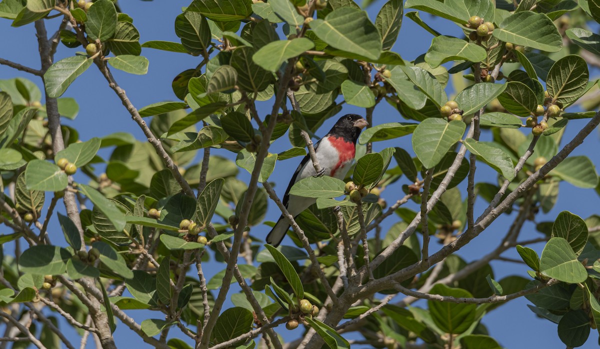 Rose-breasted Grosbeak - ML617375493