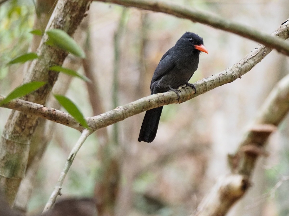 Schwarzstirn-Faulvogel - ML617375494