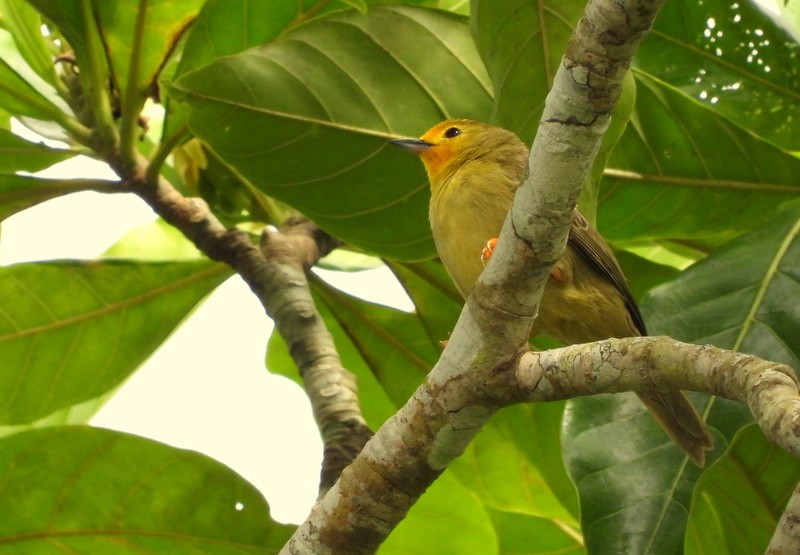 Orange-fronted Plushcrown - ML617375502