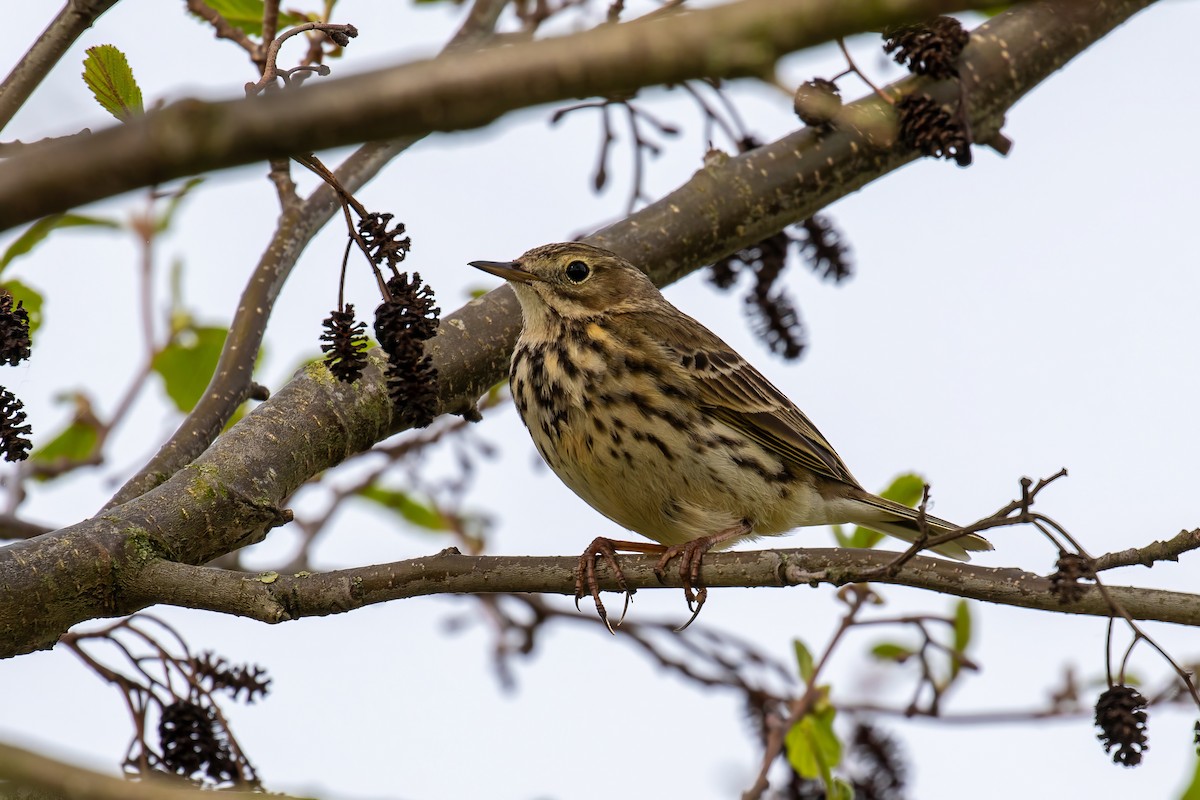 Meadow Pipit - ML617375517