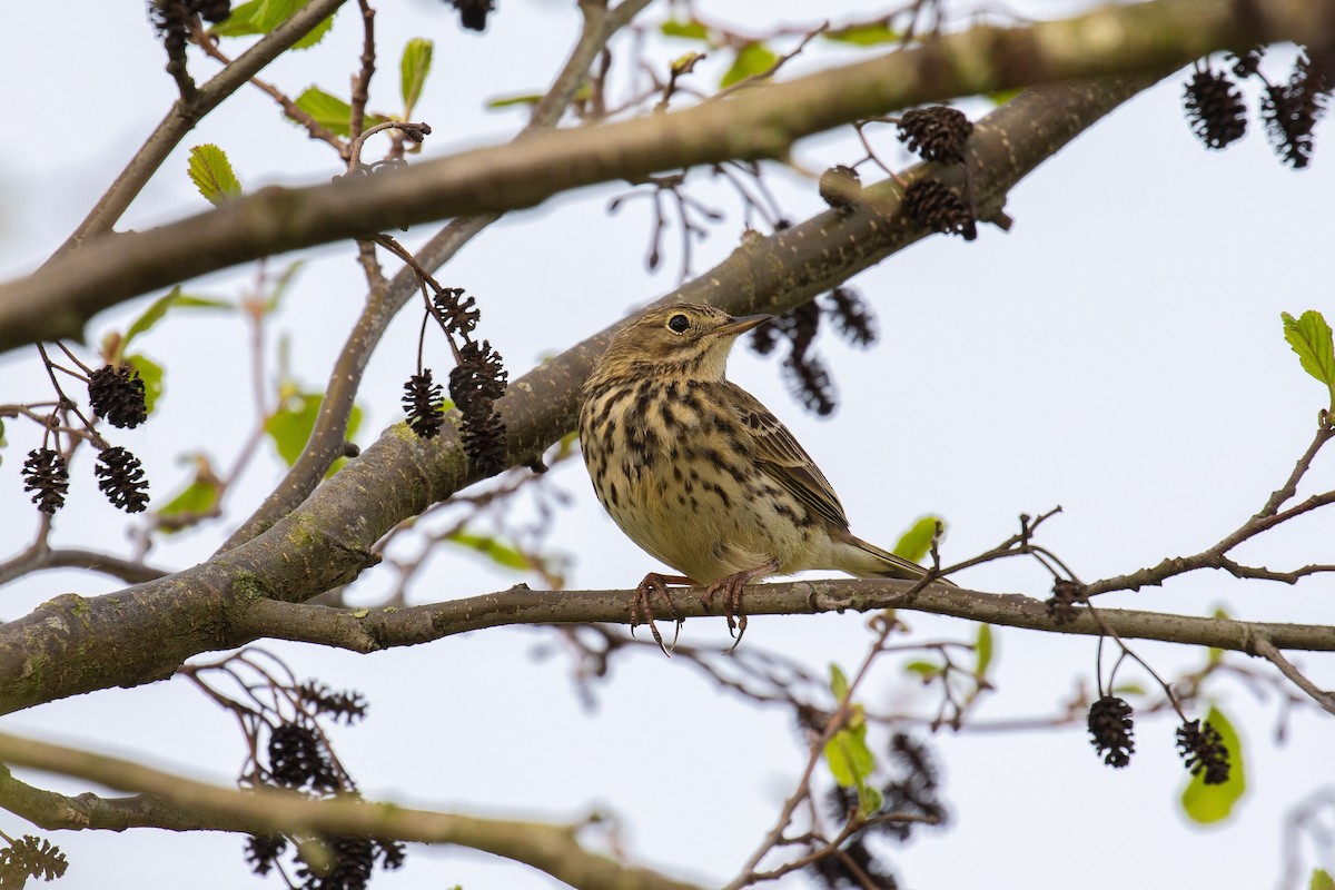Meadow Pipit - ML617375518