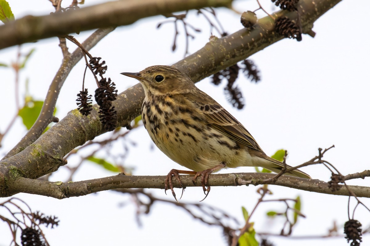 Meadow Pipit - ML617375519
