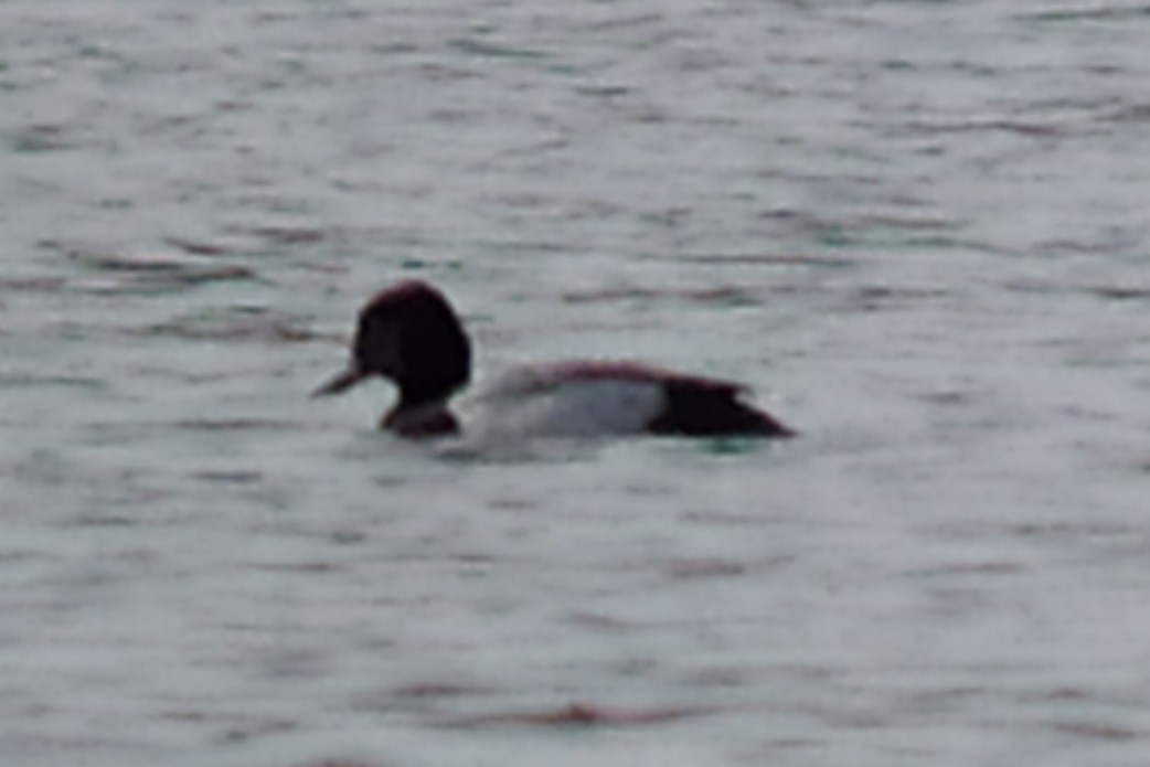 Lesser Scaup - Alain Rouge