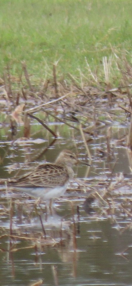 Graubrust-Strandläufer - ML617375542