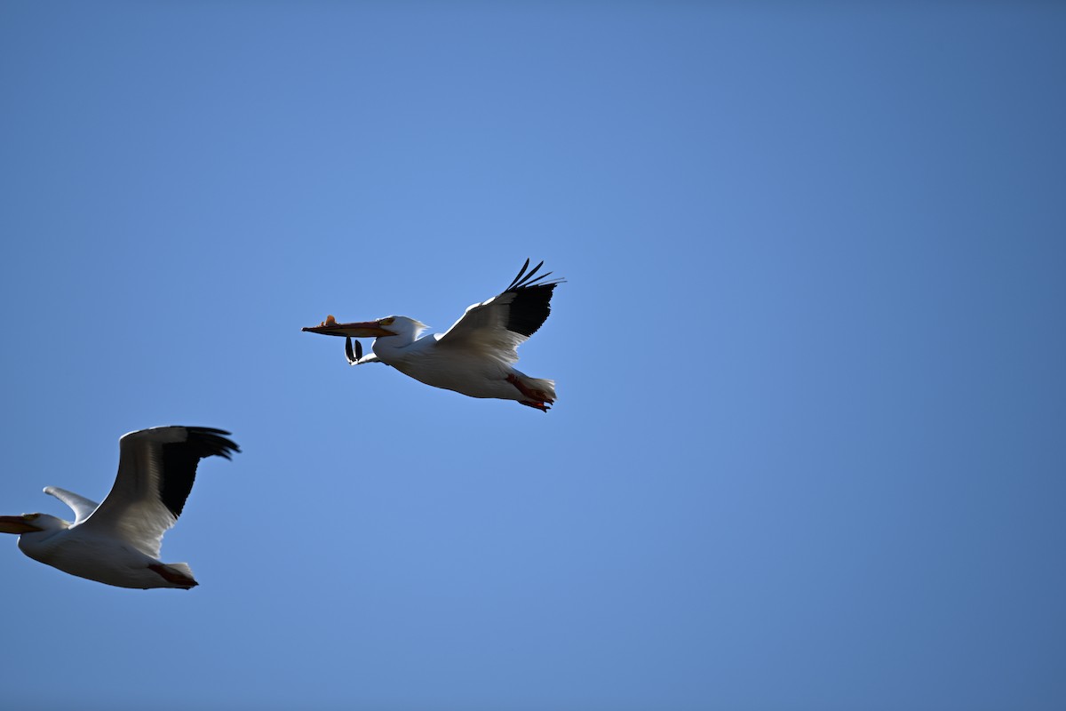 American White Pelican - ML617375545