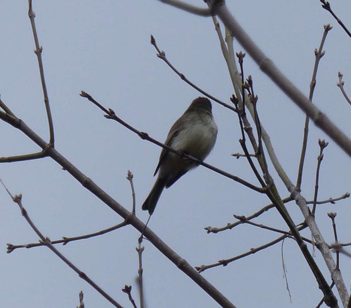 Eastern Phoebe - ML617375549