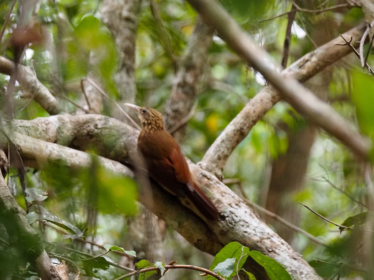 Buff-throated Woodcreeper - ML617375560