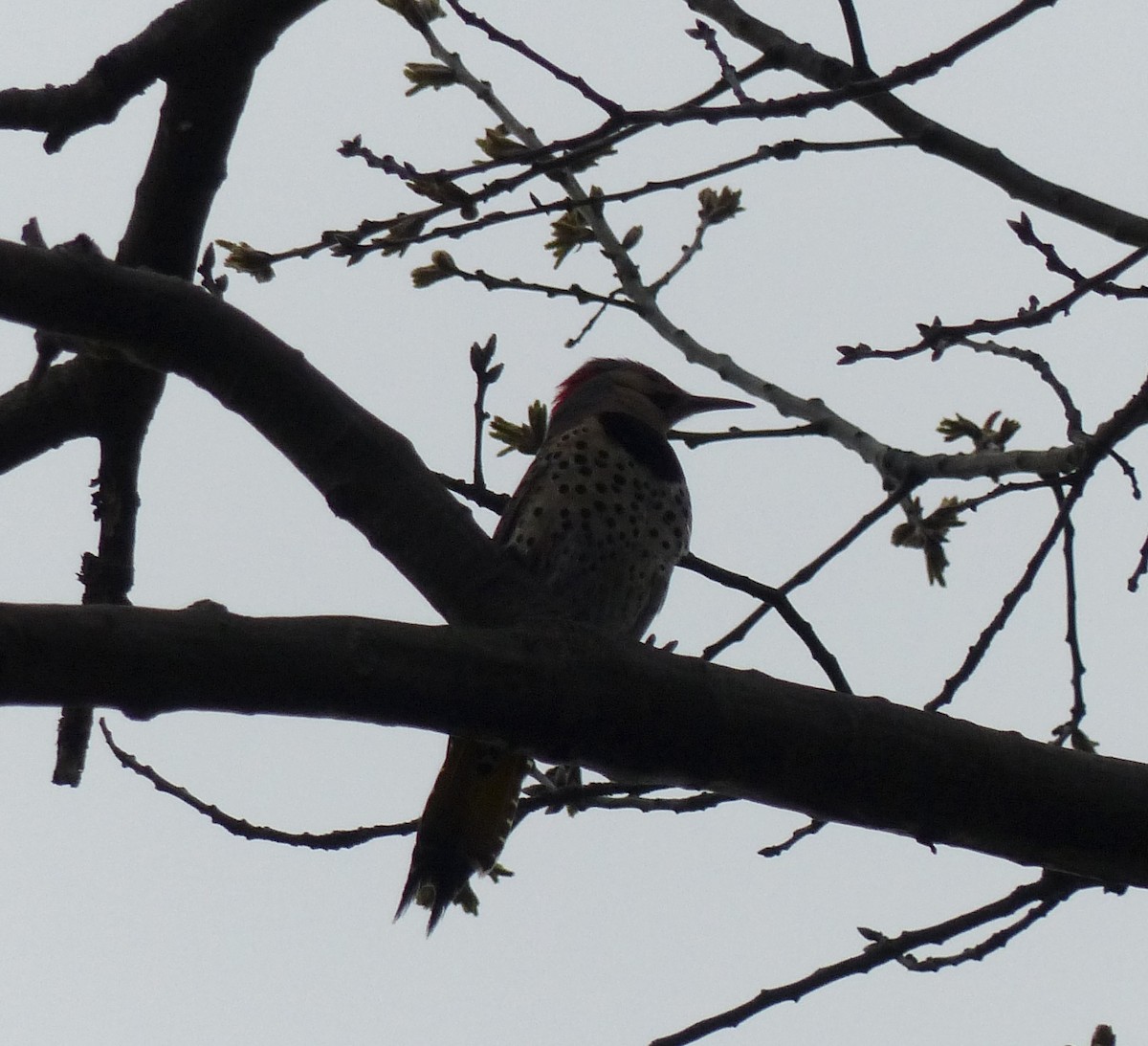 Northern Flicker - ML617375563