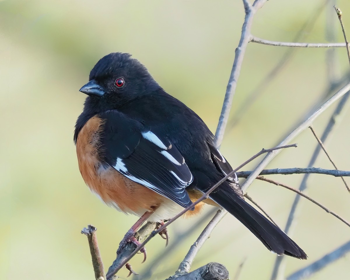 Eastern Towhee - ML617375565