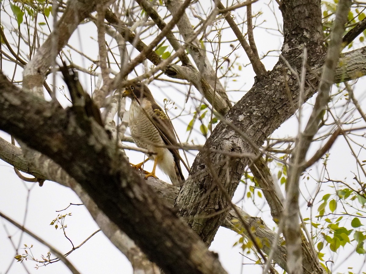 Roadside Hawk - ML617375581