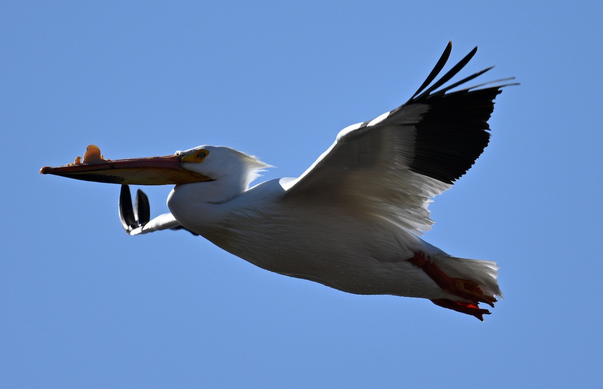 American White Pelican - ML617375590